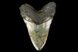 Fossil Megalodon Tooth - North Carolina #119409-2
